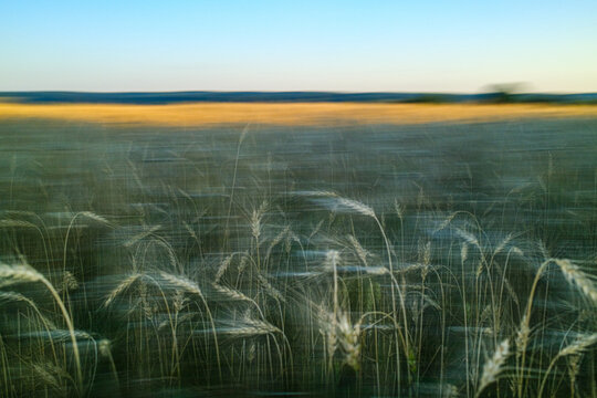 Wheat Field Swaying in the Breeze During Sunlight Sunset Hours