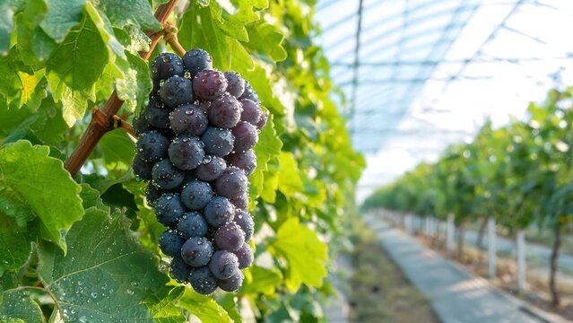 Ripe purple grapes on vine with water droplets in a greenhouse
