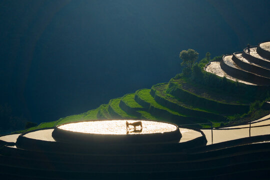 Mu Cang Chai Rice Terraces During Watering Season, Vietnam