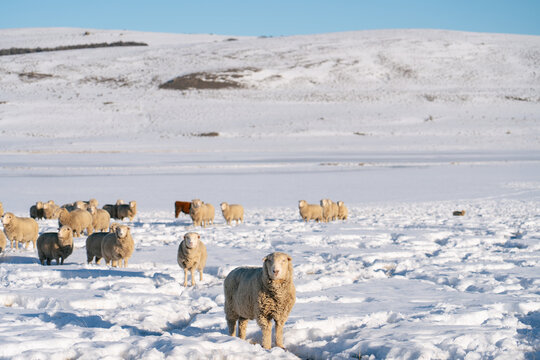 Sheep Flock in Snowy Field