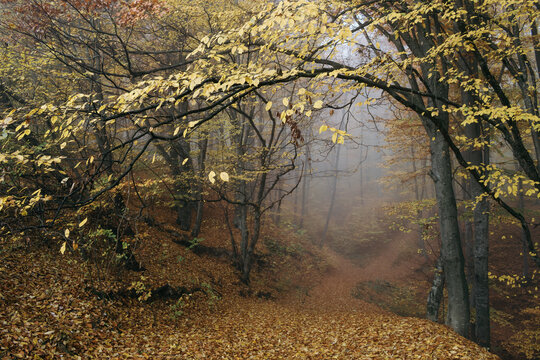 Path through an enchanted yellow forest