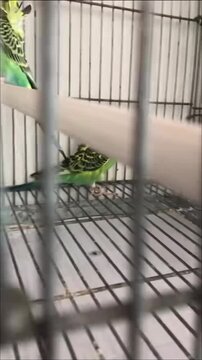 Group of beautiful fluffy Japanese Crested Budgies inside a cage