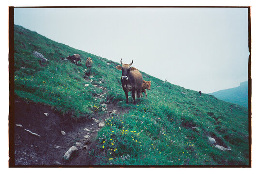 Cows walking on a grassy hillside during a cloudy day