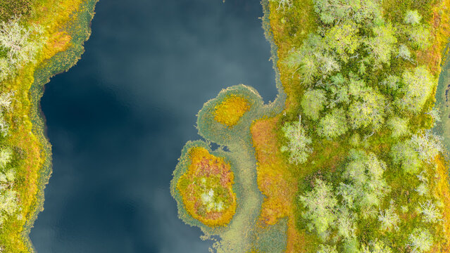 Aerial top down view of a small island in bog pool with colorful autumn vegetation