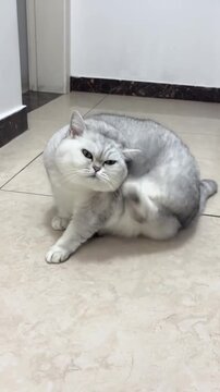Cute fat British Shorthair cat scratching itself on the floor