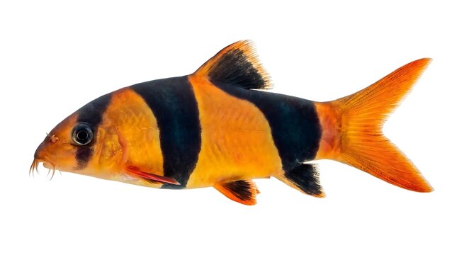 Stunning clown loach fish with vibrant orange and black stripes isolated on white background