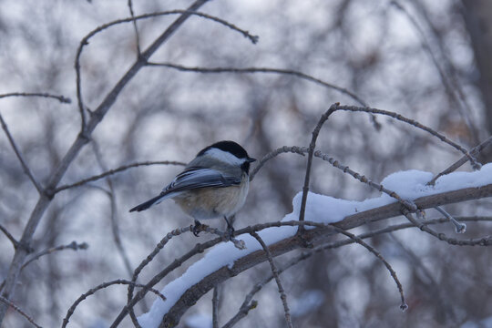 A Black-capped Chickadee in Winter.