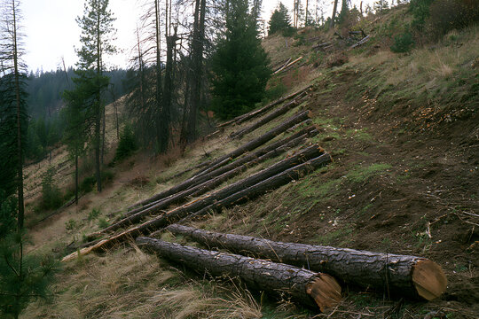 A fictional sparsely vegetated slope with a few fallen logs s