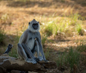 Gray Langur Sitting Alert on Fallen Log in Sri Lanka © Prasanna