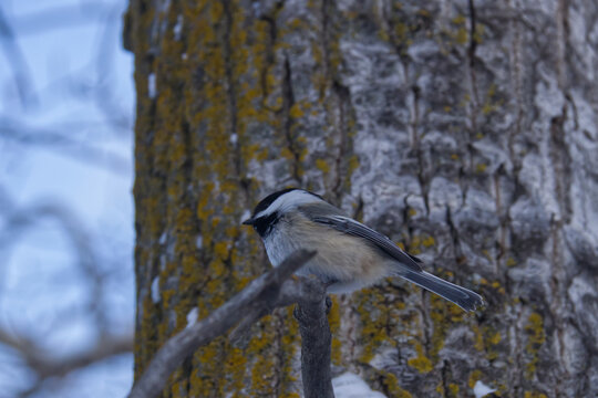 A Black-capped Chickadee in Winter.