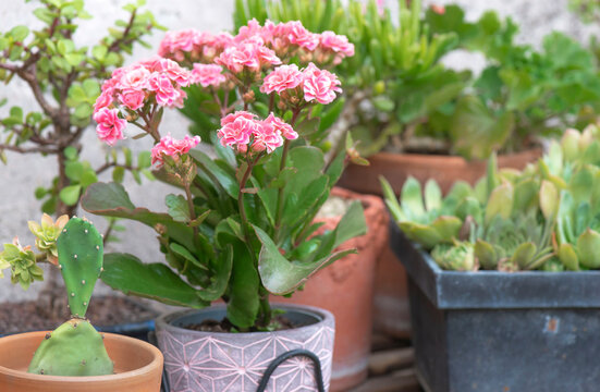 closeup on succulent plants potted with with a pink kalanchoe blooming