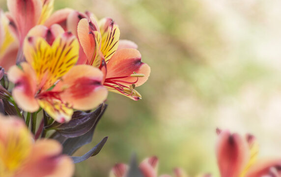 closeup on flowers range, red and yellow Alstroemeria Peruvian lily &lsquo;Indian Summer&rsquo; on blur background
