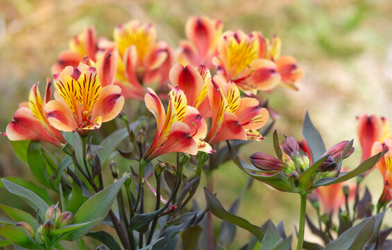 beautiful flowers orange, red and yellow Alstroemeria Peruvian lily &lsquo;Indian Summer&rsquo;  blooming in a garden
