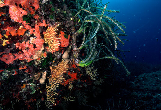 an underwater rocky wall covered with marine organisms, including bright orange encrusting sponges on the left, yellow gorgonian corals (such as Eunicella. Alghero. Sardegna, Sardinia. Italy 