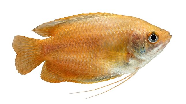 Stunning golden honey gourami fish with vibrant scales isolated on pure white background for aquarium hobby