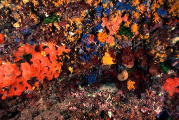 Parete subacquea ricoperta di spugne. An underwater wall draped with sponges. Alghero. Sardegna, Sardinia. Italy *** Local Caption *** Capo Caccia © antasfoto