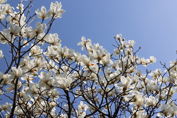 Delicate magnolia flowers against clear blue sky © Evgeny Karandaev