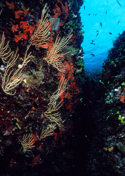 an underwater rocky wall covered with marine organisms, including bright orange encrusting sponges on the left, yellow gorgonian corals (such as Eunicella. Alghero. Sardegna, Sardinia. Italy 