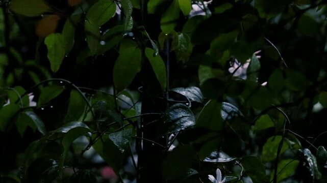 Dark moody dense green leaves with raindrops and small white flower botanical garden