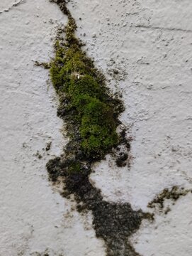Green moss growing on a white textured wall surface with dark damp patches and cracks