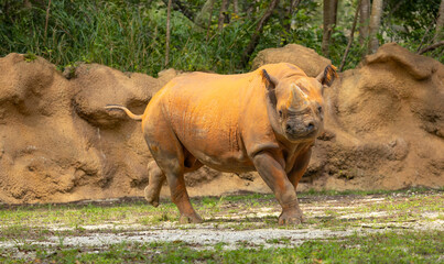 Black rhinoceros. Miami Metro Zoo, Miamia, FLorida, USA. © Yan