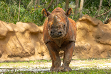 Black rhinoceros. Miami Metro Zoo, Miamia, FLorida, USA. © Yan