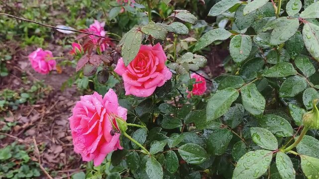 Pink roses with water droplets on green leaves in a garden, rain-soaked petals and dewy foliage. Podcast cover for nature therapy and floral wellness themes.