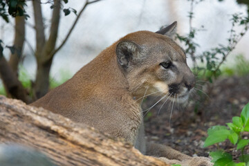 Florida panther close-up profile portrait Miami Metro Zoo, Miami, Florida, USA.Miami Metro Zoo, Miami, Florida, USA. © Yan
