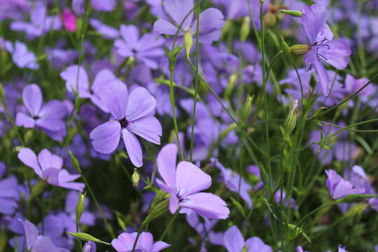 Violettes