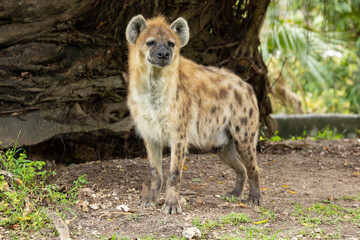 Obraz premium Spotted hyena. Miami Metro Zoo, Miami, Florida, USA. 