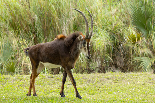 Male sable antelope. Miami Metro Zoo, Miami, Florida, USA.