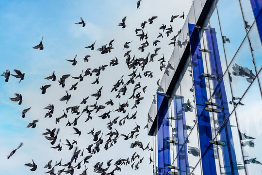 Large flock of pigeons flying past glass building in city centre