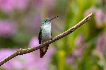 Fototapeta premium Andean Emerald hummingbird (Amazilia franciae) perched on a slender branch against a colorful blurry background in the cloud forest of Ecuador.