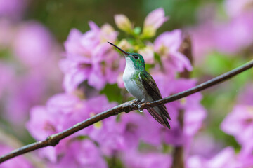 Fototapeta premium Andean Emerald hummingbird (Amazilia franciae) perched on a slender branch against a colorful blurry background in the cloud forest of Ecuador.