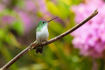 Fototapeta premium Andean Emerald hummingbird (Amazilia franciae) perched on a slender branch against a colorful blurry background in the cloud forest of Ecuador.