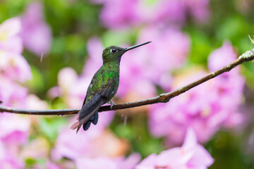 Fototapeta premium Green-crowned Brilliant hummingbird (Heliodoxa jacula) perched on a thin branch against a vibrant, blurred pink floral background in the cloud forest of Ecuador.