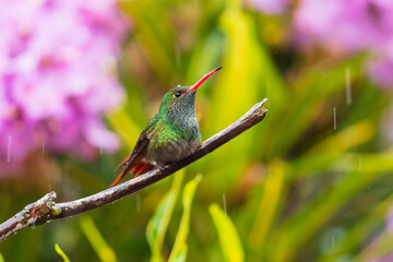 Fototapeta premium Rufous-tailed Hummingbird (Amazilia tzacatl) perched on a branch against a blurred pink background in the tropical rainforest of Ecuador.