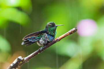 Fototapeta premium Crowned Woodnymph hummingbird (Thalurania colombica) perched on a thin branch against a blurred pink background in the cloud forest of Ecuador.
