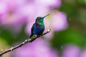 Fototapeta premium Crowned Woodnymph hummingbird (Thalurania colombica) perched on a thin branch against a blurred pink background in the cloud forest of Ecuador.
