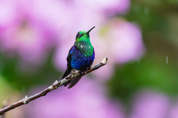 Obraz premium Crowned Woodnymph hummingbird (Thalurania colombica) perched on a thin branch against a blurred pink background in the cloud forest of Ecuador.