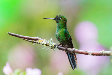 Obraz premium Green-crowned Brilliant hummingbird (Heliodoxa jacula) perched on a thin branch against a vibrant, blurred pink floral background in the cloud forest of Ecuador.