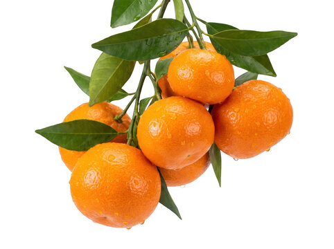 Bunch of fresh organic mandarins with green leaves and water droplets as isolated on transparent background