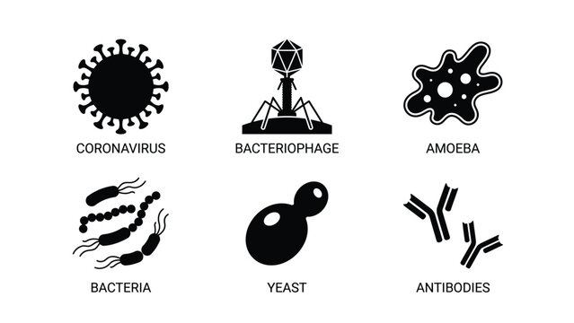 Microbiology Science and Virology Vector Design and Illustration Featuring Coronavirus Bacteriophage Amoeba Bacteria Yeast and Antibodies Icons