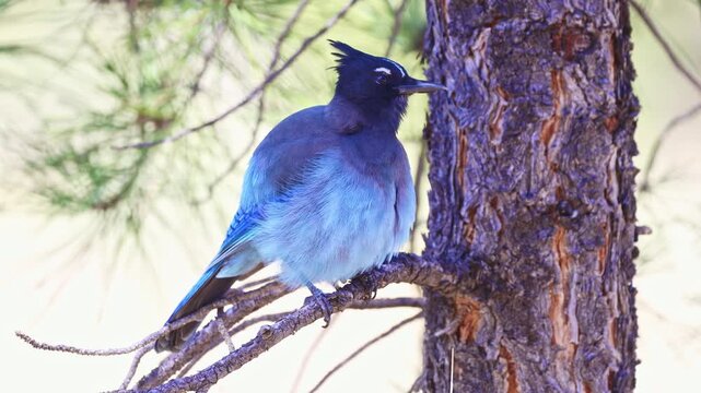 Vibrant blue Steller's jay bird rests on a conifer branch in an alpine forest setting within a scenic Utah national park