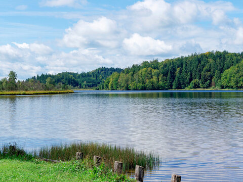 Kirchsee, moorland lake in Sachsenkam  'Ellbach-Kirchseemoor' renowned for its excellent warm quality water. View on the littel wild bay in the northwest shore, entrance to the Laubach stream
