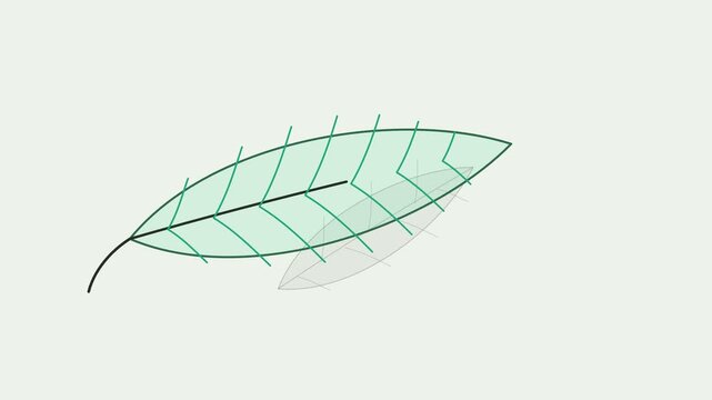 Animated Leaf Vein Growth Line Drawing