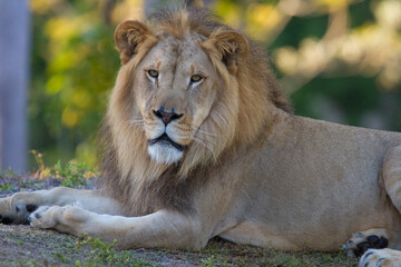 African male lion portrait. Miami Metro Zoo, Miami, Florida, USA.   © Yan