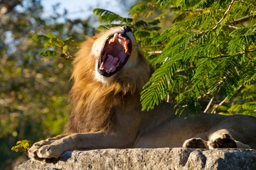 African male lion yawning. Miami Metro Zoo, Miami, Florida, USA.  © Yan