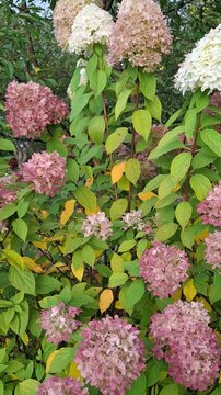 pink and white hydrangea paniculata flowers in the sunny garden