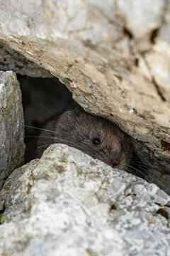 Hochschwab Gebiet - Maus